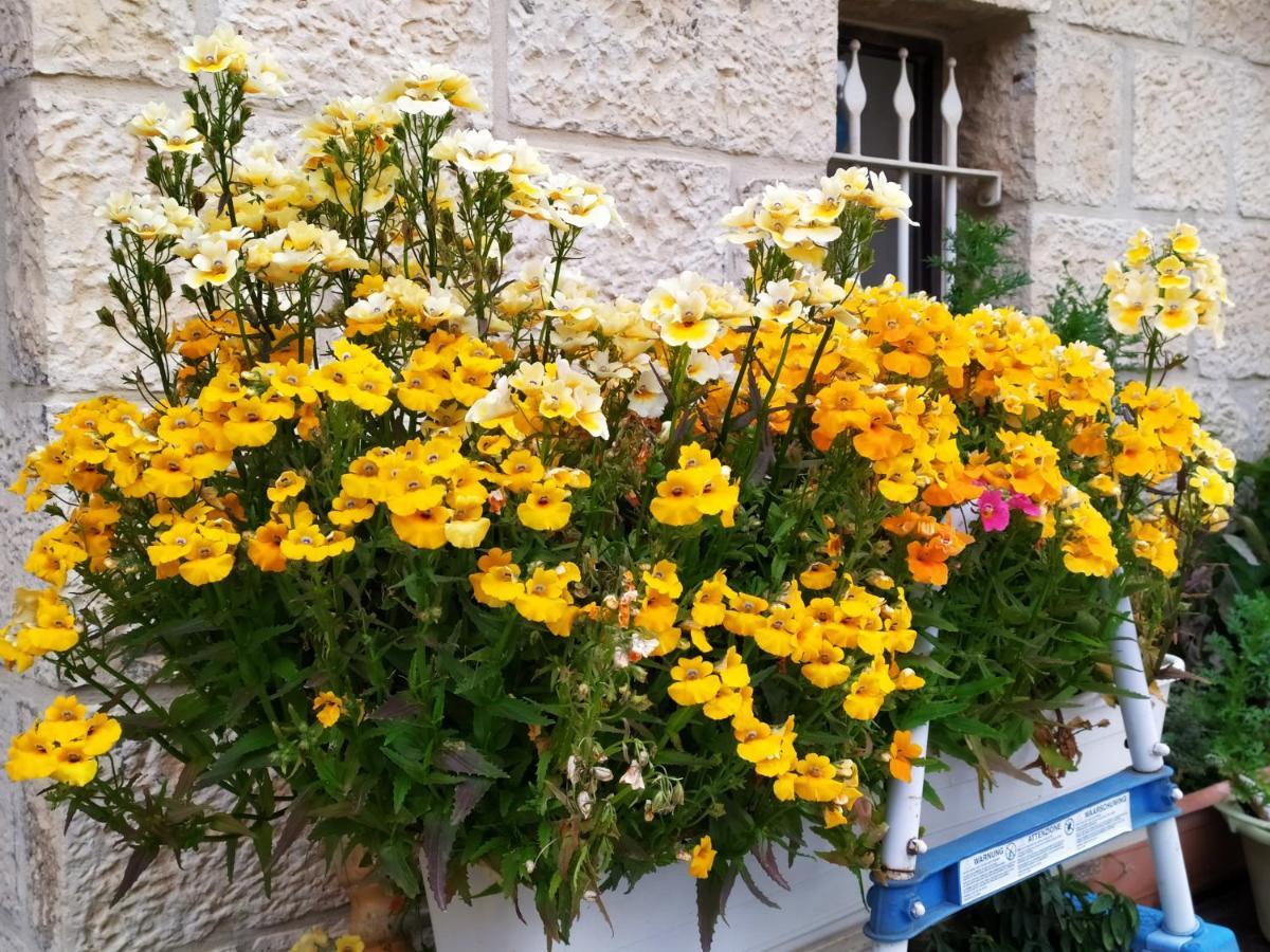 Cozy Garden Apartment Ierusalim Exterior foto